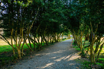 Fototapeta na wymiar Trees in form of arched green pathway in the park