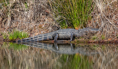 Alligator reflection in a pond during early spring in North Carolina