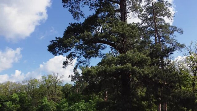 Upper part of old high pine in park, aerial view