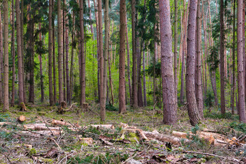 Firewoods lying in the pine forest, Hessen, Germany