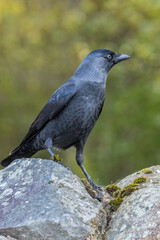 Jackdaw (Corvus monedula)