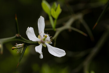 Trifoliate orange branch with white flowers - Latin name - Poncirus trifoliata, spring flower background