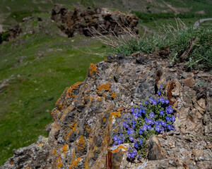 flowers in the mountain Ossetia