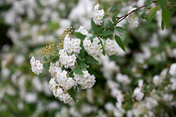 White spiraea meadowsweets bush in bloom. Buds and white flowers of germander meadowsweet.