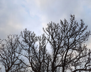 Branches of trees without leaves on background of sky with clouds