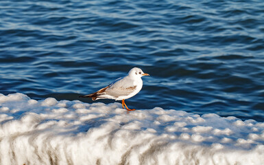 Seagull sea bird on ice crust from frozen water on parapet on embankment near the sea