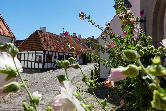 Bunte Fassaden und Stockrosen in den Gassen der Altstadt von Ebeltoft, Djursland, D&auml;nemark in der Sonne vor blauem Himmel