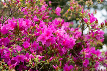 Blooming pink azalea flowers close-up in a botanical garden. spring floral purple background