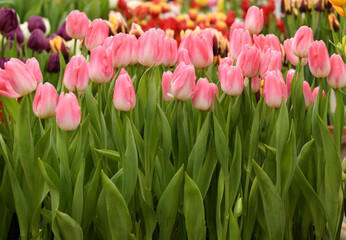 Tulip Dynasty, classic, elegantly shaped Triumph Tulip, pink-white flowers, sturdy stems, and strong upright foliage