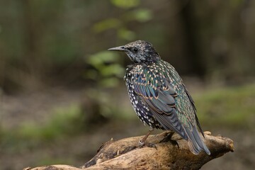 starling in the tree