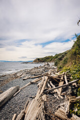 Fototapeta na wymiar Driftwood scattered along Canadian beach, Victoria, British Columbia in August
