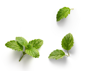 fresh mint leaves with real transparent shadow isolated on transparent background