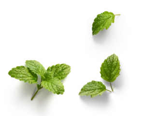 Fotobehang fresh mint leaves with real transparent shadow isolated on transparent background © Konstiantyn
