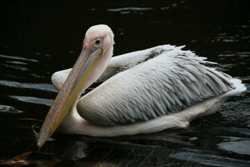 A close up of a Pelican in London