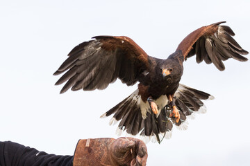 falconry hawk flying, falconry, falcon, hawk, Bird of Prey, Raptor, Flying, Fly, Wing, glove, land, bird, eagle, animal, nature, wildlife, beak, vulture, wild, predator, feathers, white, flight, flyin