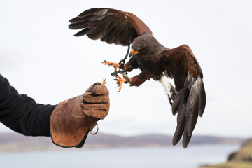 bird of prey falconry - Powered by Adobe