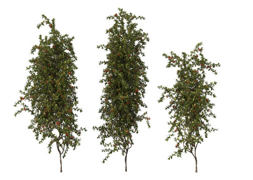 Pyracantha Coccinea, scarlet firethorn, isolated 3d render, light for daylight, easy to use
