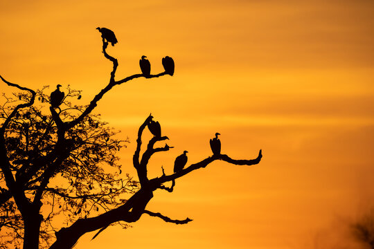 silhouette of a tree with birds, vultures
