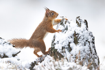 squirrel in the snow