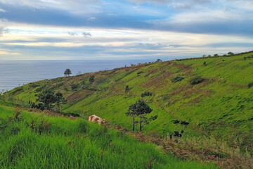 Obraz premium The green slope of the island of Madeira. An island in the Atlantic Ocean.