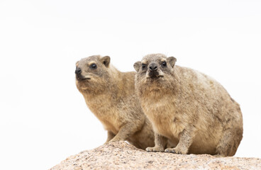 Dassie namibia 