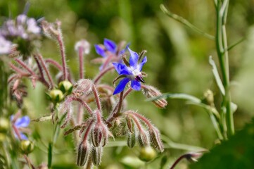 Borago Officinalis
