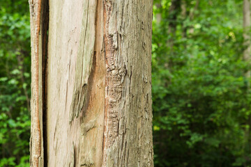 	
Teak Trees in Thailand are precious hardwoods