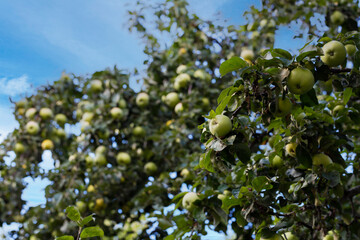 there are lots of apples in sour green apple tree,fruity apple tree,