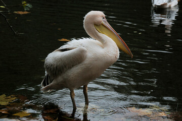 A close up of a Pelican in London