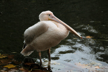 A close up of a Pelican in London