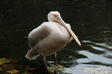 Fototapeta na wymiar pelican on the shore
