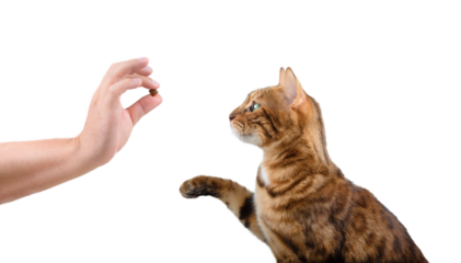 Teaching a domestic cat commands for a treat on a white background.