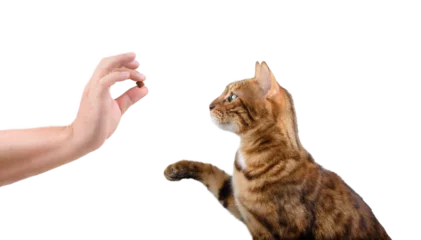 Foto op Plexiglas Teaching a domestic cat commands for a treat on a white background. © Svetlana Rey