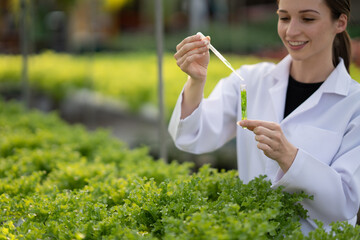 Female scientist examining a plants in greenhouse farm. scientists holding equipment for research plant in organic farm. Quality control for hydroponics vegetable farm.