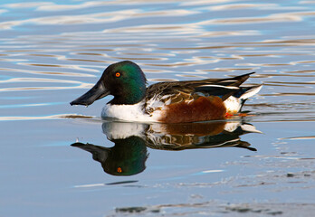 Northern Shoveler Swimming in Winter Pond