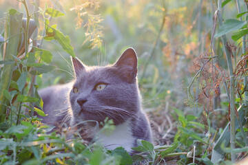 Domestic cat lies in the tall grass in the garden hiding in the shade, sleeping cat
