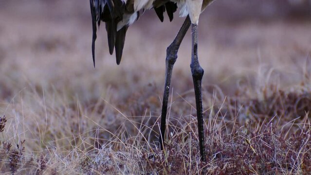 Close-up of a crane's legs Grus grus feeds and rests in the marsh during spring migration. FullHD ProRes footage
