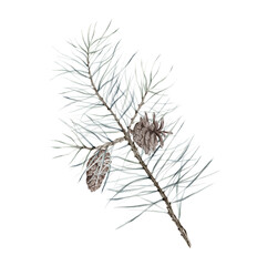 pine branch wiht the cones, watercolor isolated image on white background. It can be used for children's book illustration, design of postcards, holiday paper and other works on the Christmas theme