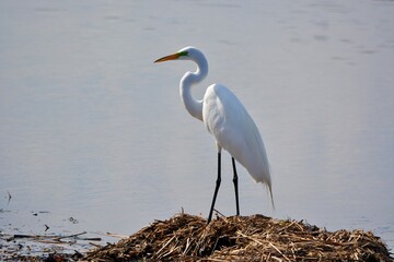 Egret