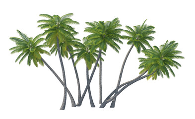 Obraz premium Palm tree set isolated transparent background 