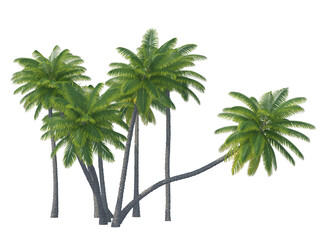 Palm tree set isolated transparent background
