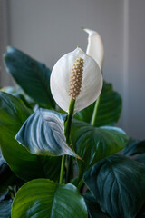 Peace lily houseplant in indirect sunlight