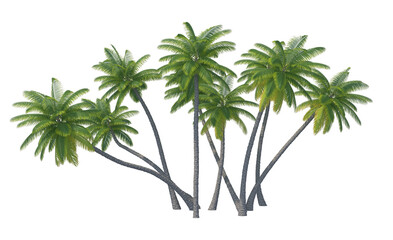 Obraz premium Palm tree set isolated transparent background 