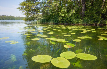 Lake with water lilies on a sunny summer day.
