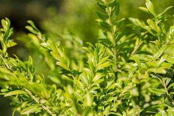 boxwood. Buxus sempervirens s. young boxwood leaves on a branch