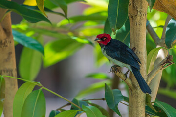 Red-capped cardinal in the Amazon rainforest