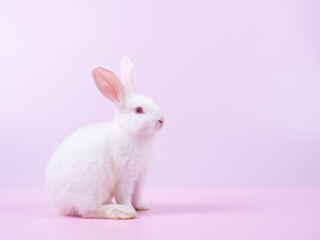 Side view of white  rabbit sitting on pink background. Lovely action of young rabbit.