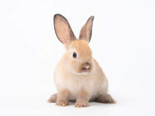Front view of baby orange rabbit standing on white background. Lovely action of baby rabbit.