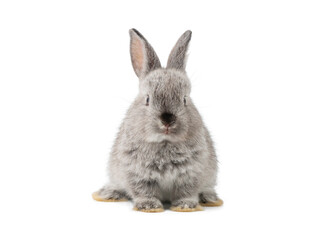 Front view of baby grey rabbit sitting on white background. Lovely action of young rabbit.
