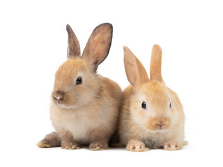 Two baby brown and orange rabbits sitting on white background. Lovely action of young rabbit.